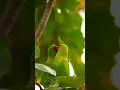 Download Lagu #birdsounds #birdsong #birds #animals #nature #facts