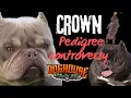 Crown Exotic Bully pedigree controversy