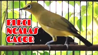 pleci ngalas gacor isian mantenan paling jitu untuk pancingan pleci dan masteran pleci