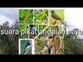 Download Lagu Suara Pikat Burung Ribut MP3 Andalan Para Pemikat Dijamin Burung Berdatangan