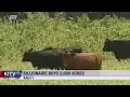 Billionaire buys acres of Kauai land planning self-sustaining meat production