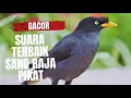 Download Lagu SUARA PIKAT JALAK KEBO LIAR PALING AMPUH.. SATU KUMPULAN DATANG MANTAP
