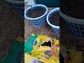 Dollar Tree Grow Baskets Return