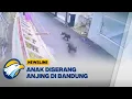 Lagu Anak di Cibuntu Jadi Korban Serangan Anjing Peliharaan - [Newsline]