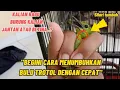 CARA AGAR CEPAT TUMBUH BULU TROTOL PADA BURUNG CUCAK IJO MINI ATAU BIG