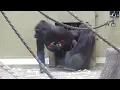 Download Lagu Gorilla's Artis: apenstreken 1