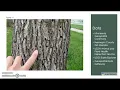 Distribution of the Emerald Ash Borer and its Impact on Vegetation Health in Hennepin County MN