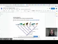 Cladogram Concept Review