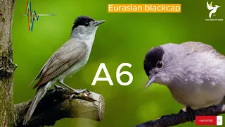 صوت عصفور التين   صوت التيان   صوت الخوري و شماس                                        دندنها