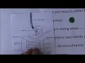 Digestive System Mecahnical and chemical digestion Absorption full lecture