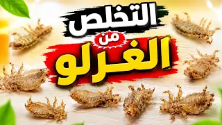  وصفة فعالة ومجربة للقضاء نهائيا علي الڨرلو الصراصير والنمل   دندنها
