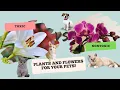 Toxic VS Nontoxic Plants And Flowers For Cats And Dogs