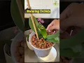 How Do I Water My Orchids in Clay Pebbles? | Orchids Watering