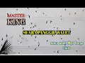 Download Lagu SUARA WALET KING MASTER, DOWNLOAD SUARA PANGGIL WALET