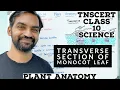 TNSCERT Class 10 Transverse Section of Monocot Leaf Plant Anatomy Class 10 Samacheer