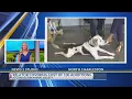 Local realtor paying for 100 adoptions at Charleston Animal Society