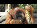 Download Lagu Orang-oetans in Apenheul.