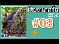 Download Lagu เสียงนกกวัก #03   White Breasted Water Hen Sound
