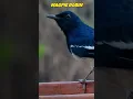 Burung Magpie Robin - burung dengan suara paling merdu #magpie #birdchirps #vipinsclick