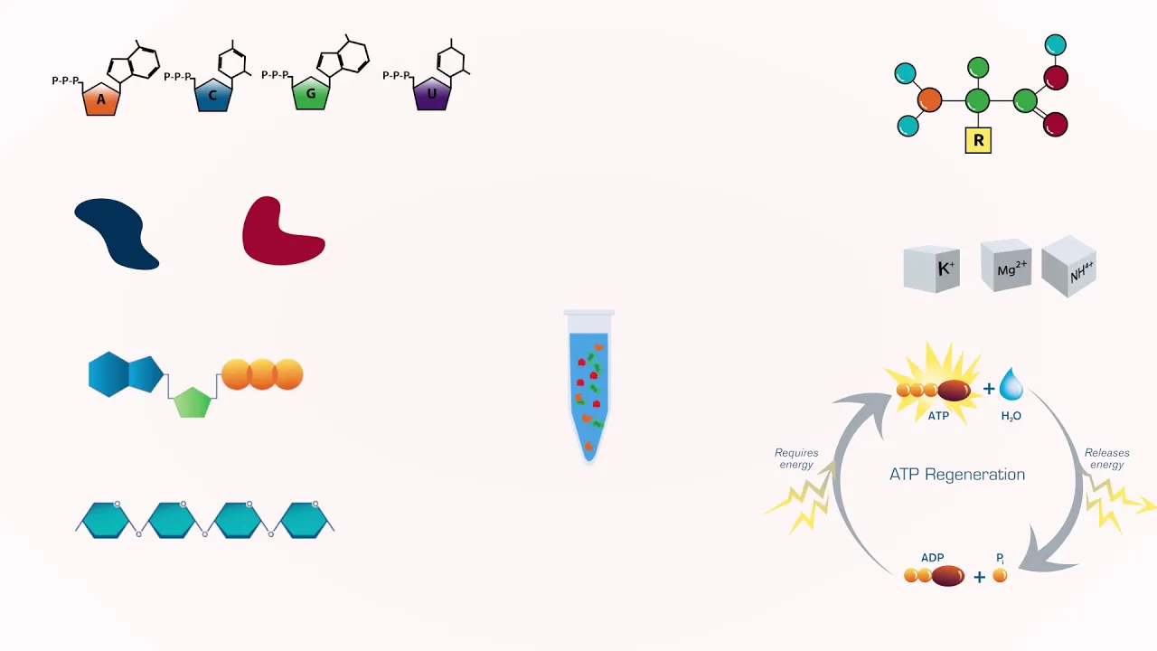 Cell-Free Protein Expression: An Introduction to TXTL Systems