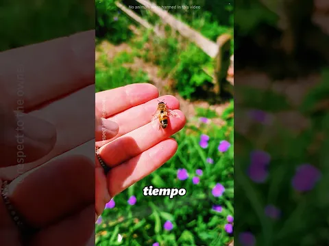 Este hombre salvó a una abeja reina#shorts