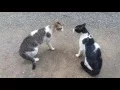 Cats Fighting with sound - Exclusive Video (Play with full sound)
