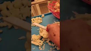 I M Making Squid But I Thought I D Share Some Information You Might Not Know 