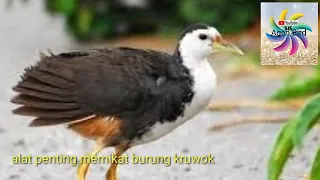 Download SUARA BURUNG KRUWOK memanggil teman, pikat burung kruwok topjer MP3