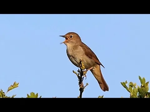 Download MP3 One Hour Relaxing Birdsong: the Nightingale.