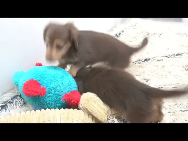 動画