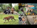 Download Lagu Seram ya satu zoo dengar weh ! First time dengar harimau mengaum 🐅🐯