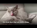 Best Dog Joint Supplements 2026 What Vets Actually Say