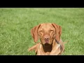 Title Vizsla Rescue