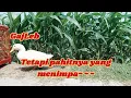 Ida Laila CINTA SEUMUR JAGUNG