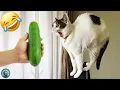 Animali Divertenti 😂 I Video di Cani e Gatti più Divertenti 🐶😺 #4
