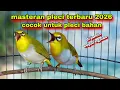 Lagu Suara Burung Pleci Gacor Ngalas Nembak || Masteran Pleci Terbaru 2026