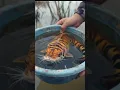 Download Lagu सबसे सुंदर मछली😍 Most Beautiful Fish🐠 | #shorts