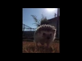 The Friday Feeling Hedgehog
