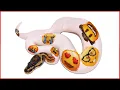 HUGE Leap Forward with this Ball Python Project