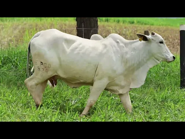 Matriz Nelore EPCO - 824