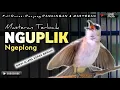 Download Lagu TRUCUKAN GACOR NGUPLIK || pancingan, masteran terbaik untuk trucuk dan burung lainya