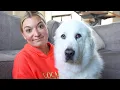 What It s Like Owning a Great Pyrenees