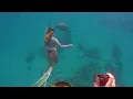 so much ocean life on our dive today OAHU freediving vlog