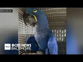 300 birds in unsanitary conditions seized from Baltimore pet shop
