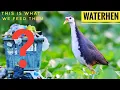 Download Lagu White Breasted Water Hen | Bird Watching Video
