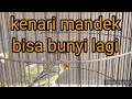 Download Lagu MENGATASI KENARI MACET BUNYI