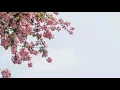 等你下课 周杰伦 with 杨瑞代【无广告 分享】