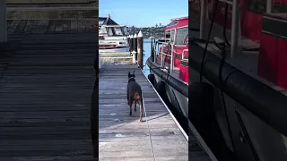Good morning 🐾💜.. #fyp #dream #youtube #pets #doberman