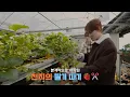 Download Lagu 내가 맛있어 보이는 것 다 딸 거얌 🍓💚 | 천지의 이것저것 시즌3 Ep.1