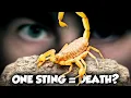 Lagu America's Most VENOMOUS Scorpion is a Living Nightmare